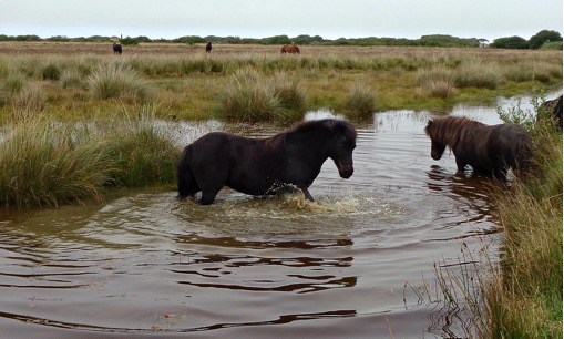 Ponies grazing on Goonhilly Downs