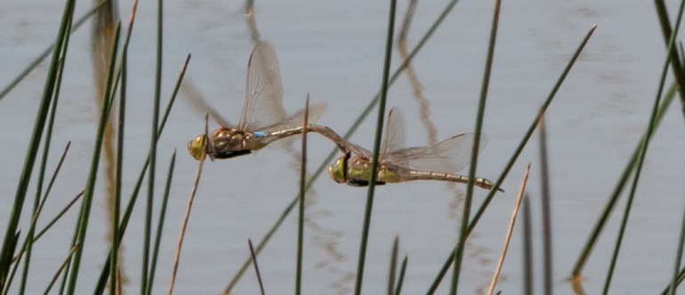 Identifying the three ‘Emperor’ dragonflies