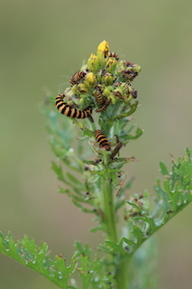 Cinnabar caterpillars on Ragwort