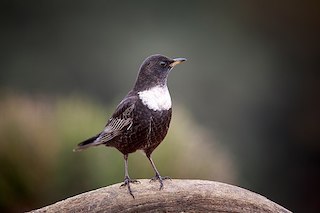 Ring Ouzel Paco Gómez / CC BY-SA (https://creativecommons.org/licenses/by-sa/2.0)