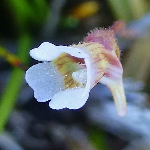 Pale Butterwort