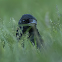 Carrion Crow © Richard Birchett https://richardbirchettphotography.co.uk