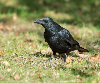 Carrion Crow © Natural England/Julian Dowse