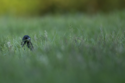 Carrion Crow on The Lizard © Richard Birchett