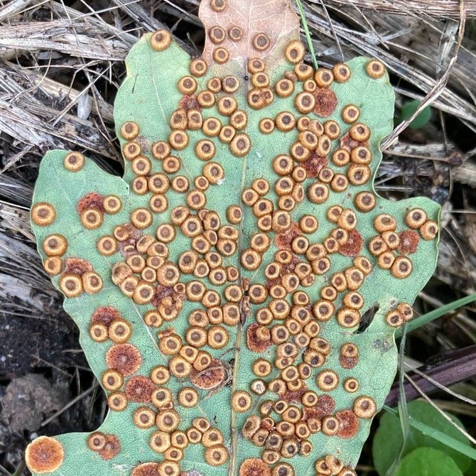 Silk Button Gall