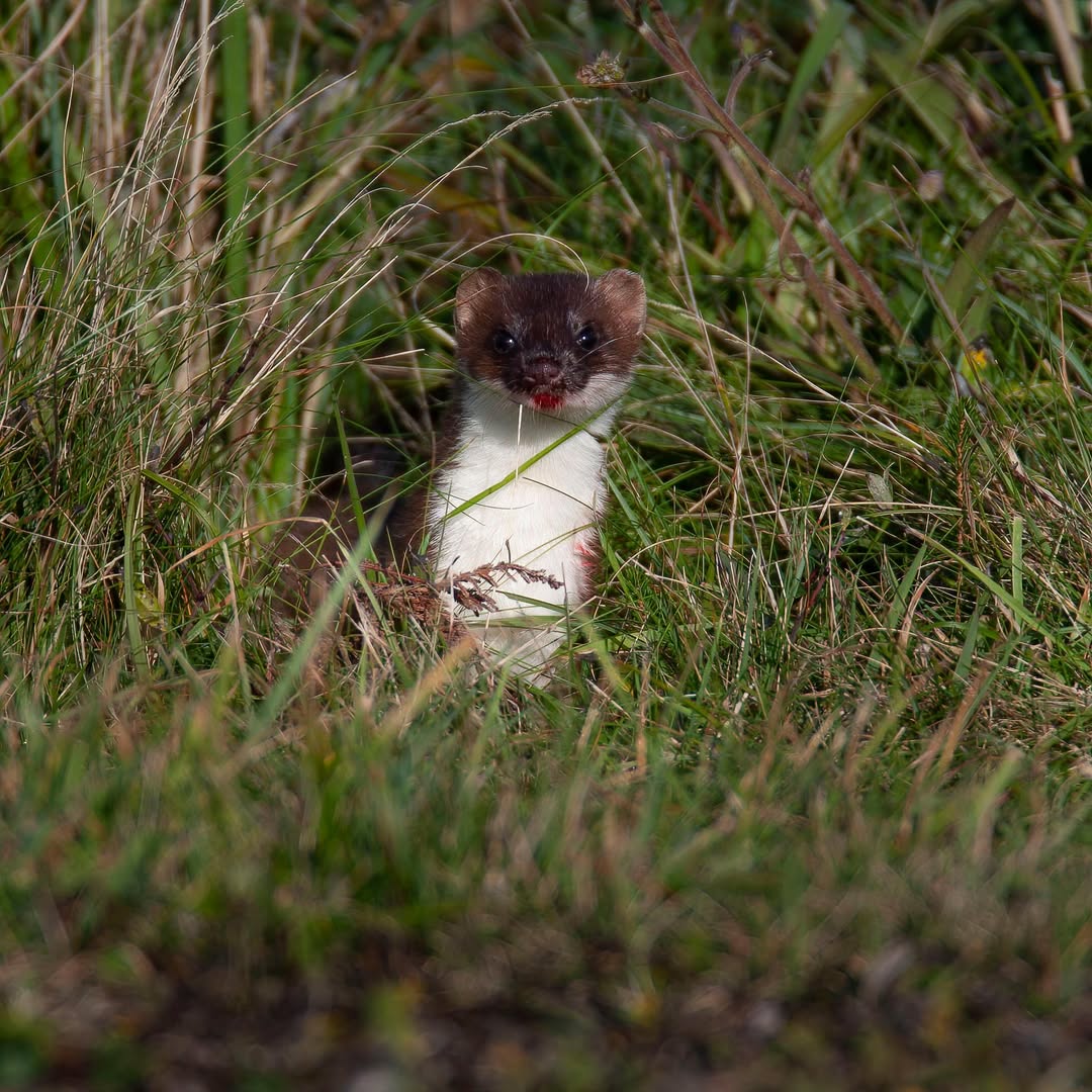 Stoat