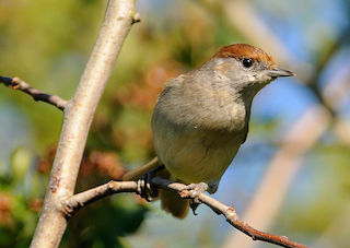 Blackcap female by Kev Chapman, CC BY 2.0 <https://creativecommons.org/licenses/by/2.0>, via Wikimedia Commons