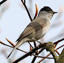 Blackcap (Ron Knight https://creativecommons.org/licenses/by/2.0)