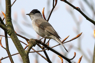 Black Cap by Ron Knight (via Wikimedia Commons) https://creativecommons.org/licenses/by/2.0