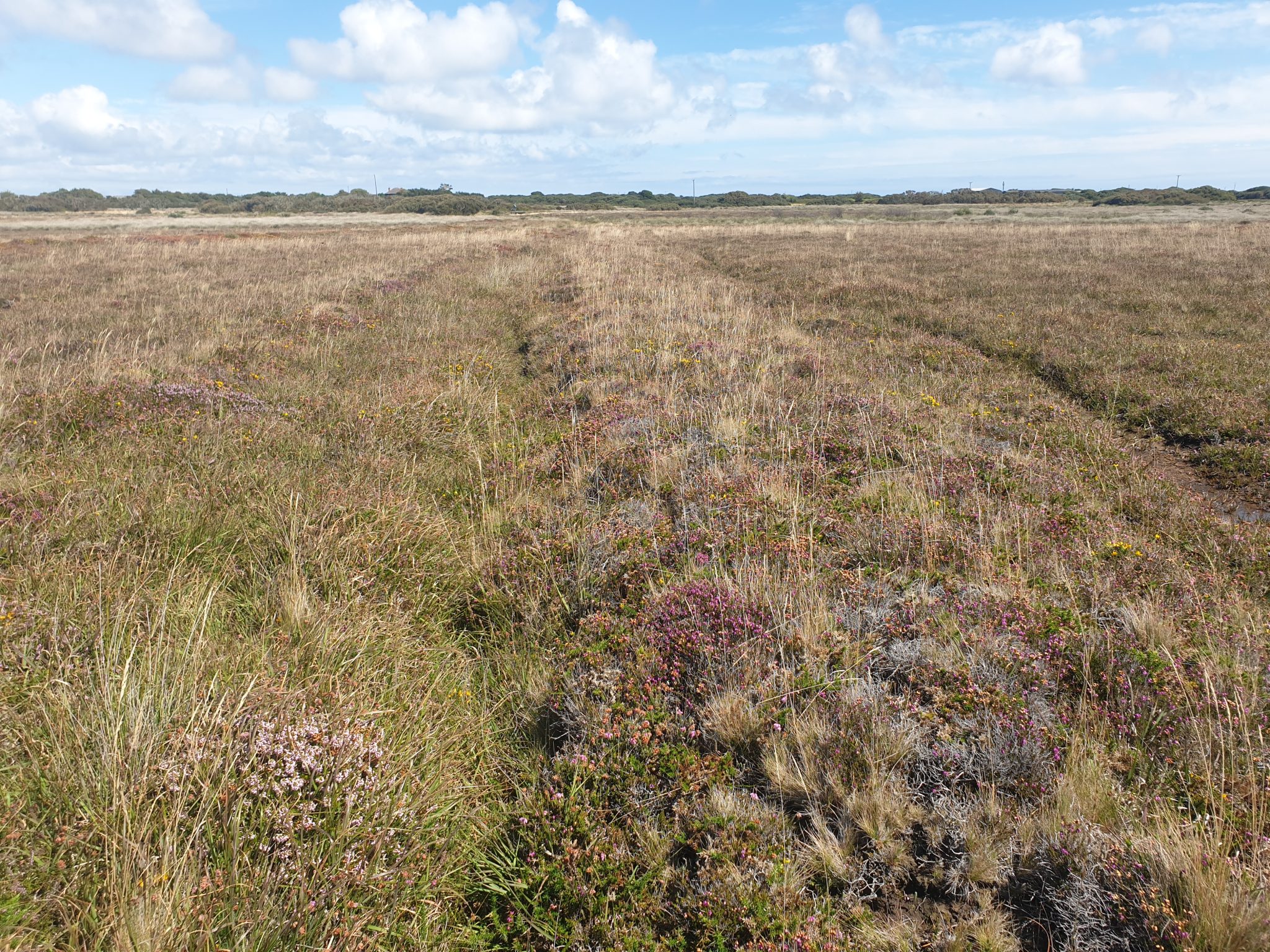 Habitat management work on The Lizard NNR – Natural Lizard