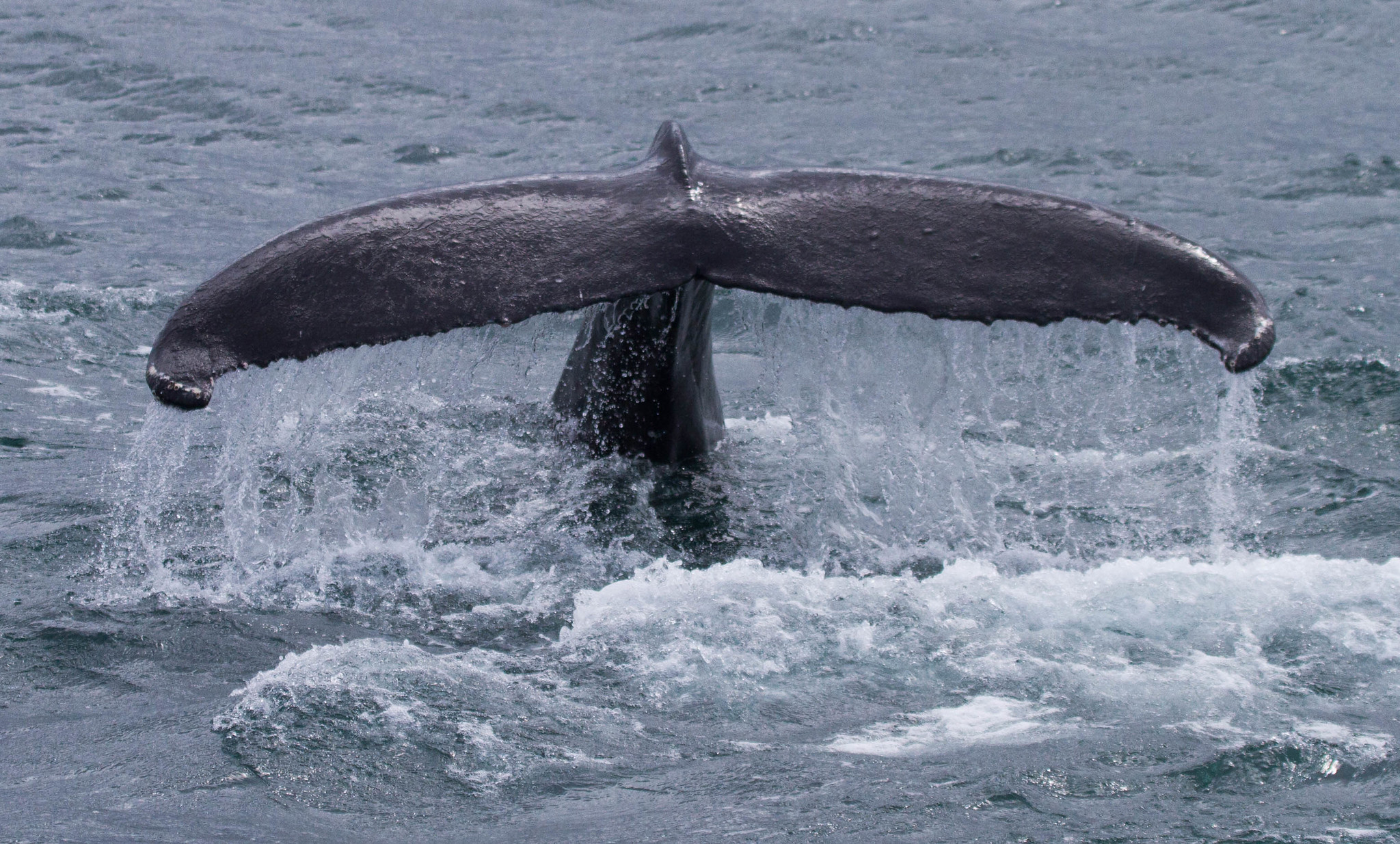 A Humpback Whale fluke (image copyright Natural England/Rebecca Walker)