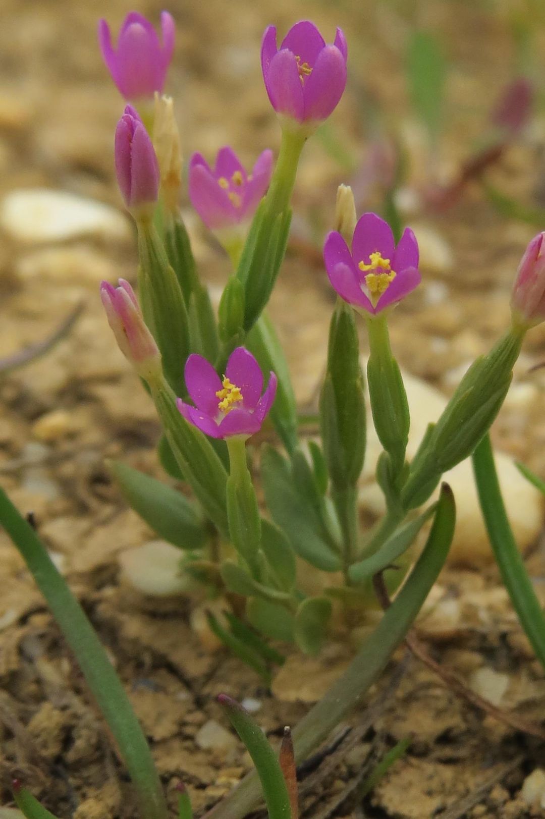 Lesser Centaury Lesser Centaury – Natural Lizard