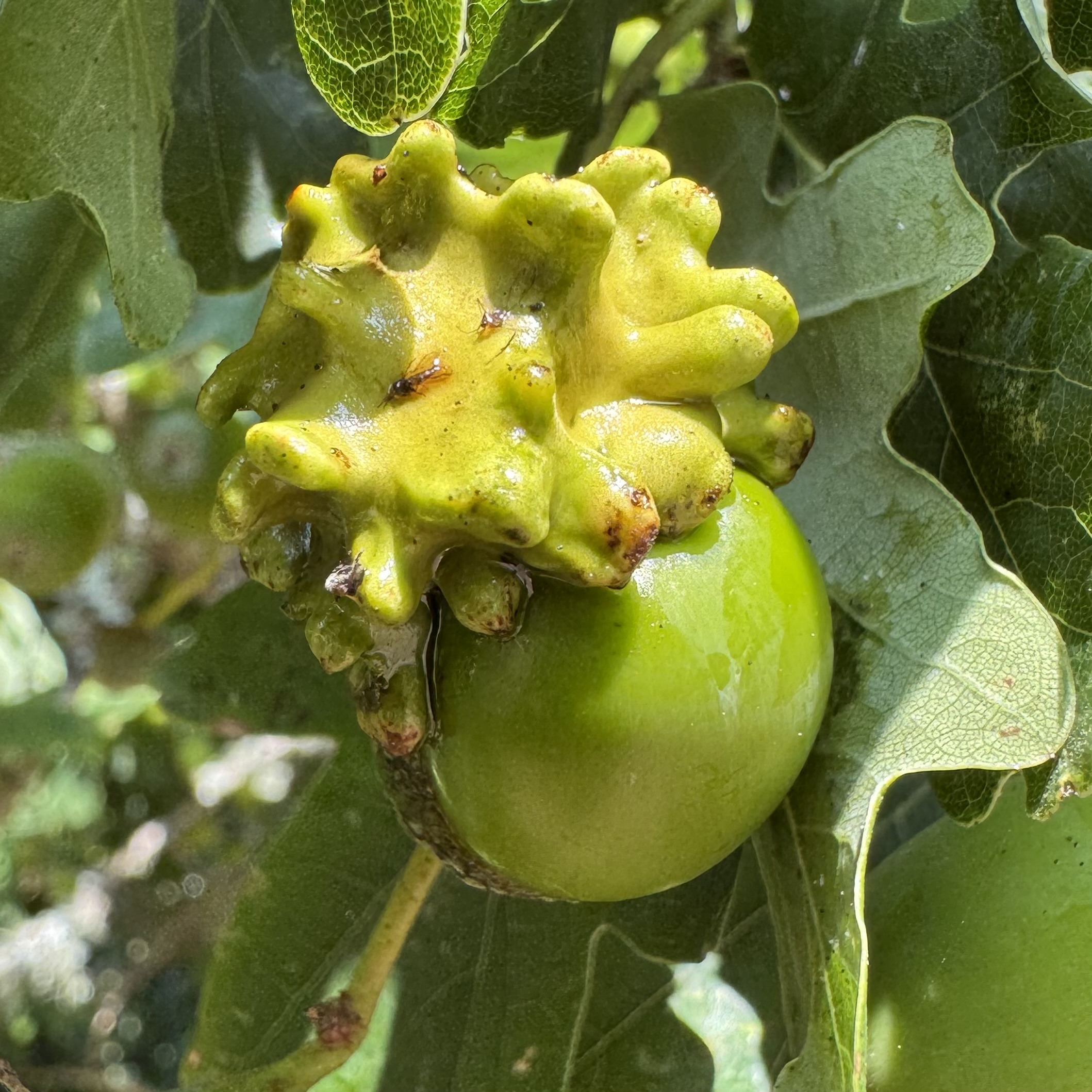 Knopper Gall