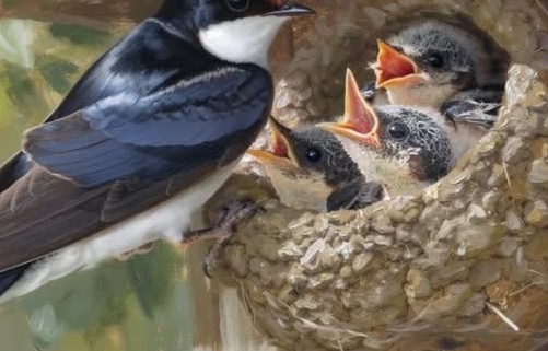 House Martin Nestcup Workshop (repeat)